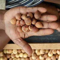 Sustainable Sourcing