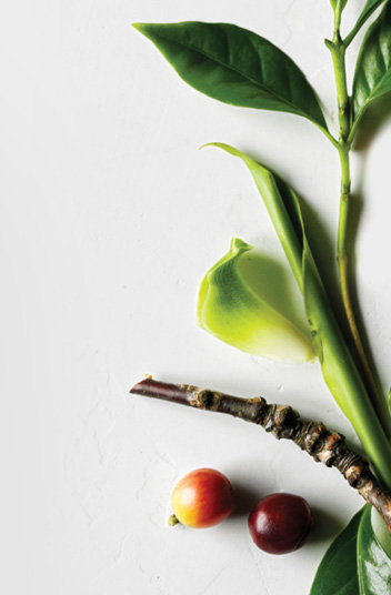 Aveda naturally derived