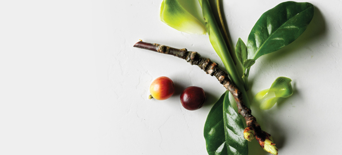 Aveda naturally derived