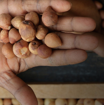Sustainable Sourcing - Aveda